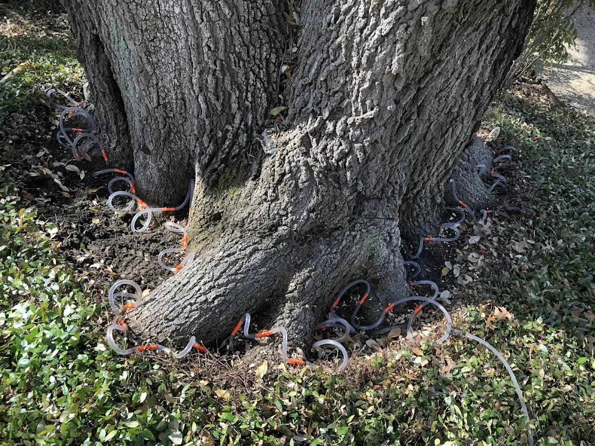 Detailed Tree Cabling and Bracing job site in Loachapoka