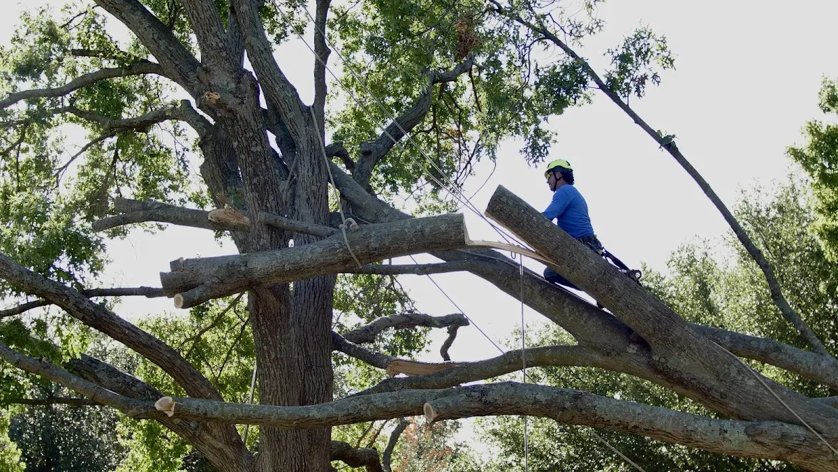 Professional Hazardous Tree Removal performed by certified arborists in Loachapoka