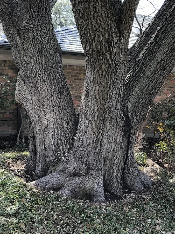Mature heritage tree close to a Loachapoka property cared for by certified arborists